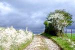 photos nature