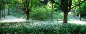 photos nature