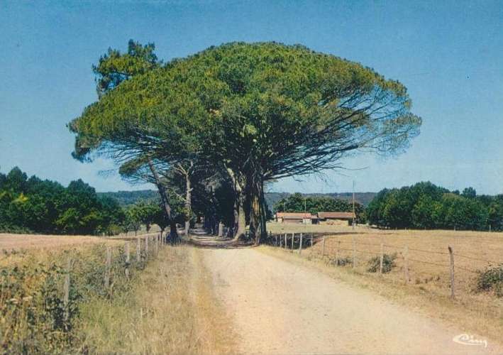 carte de postale des pins de Meynard