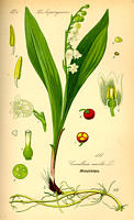 muguet